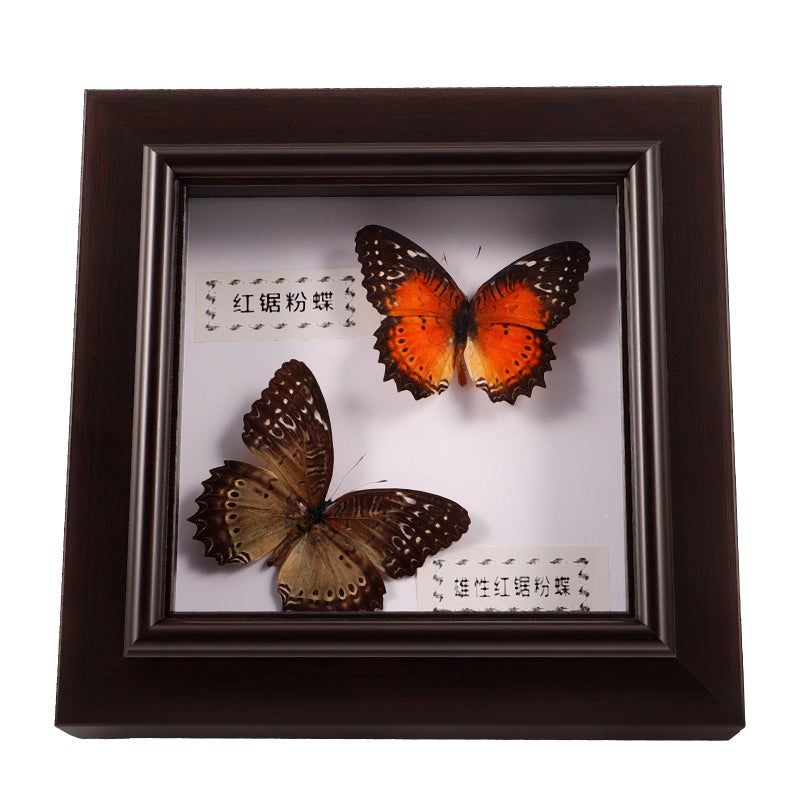 2pcs Simulation Butterfly Display Frame Butterfly Specimen Framed Display - Image 5
