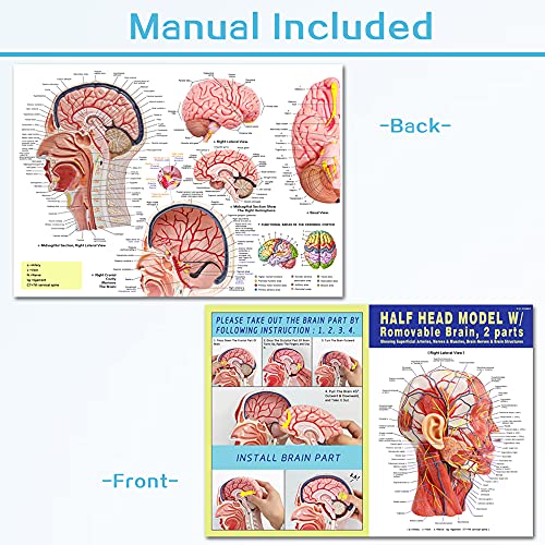 EVOTECH SCIENTIFIC Human Half Head Superficial Neurovascular Musculature Model with Removable Brain, Shows Cranial Cavity Nerve, Life Size Anatomical Head Model Skull Brain for Medical Teaching Learning, Education - Image 5