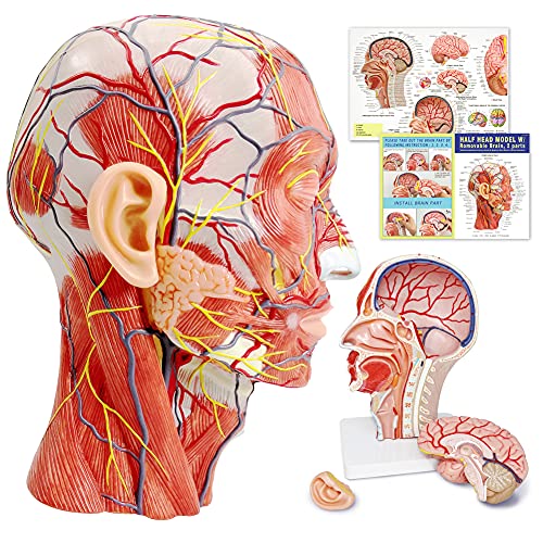 EVOTECH SCIENTIFIC Human Half Head Superficial Neurovascular Musculature Model with Removable Brain, Shows Cranial Cavity Nerve, Life Size Anatomical Head Model Skull Brain for Medical Teaching Learning, Education - Image 1