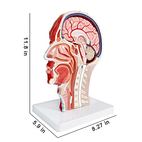 EVOTECH SCIENTIFIC Human Half Head Superficial Neurovascular Musculature Model with Removable Brain, Shows Cranial Cavity Nerve, Life Size Anatomical Head Model Skull Brain for Medical Teaching Learning, Education - Image 4