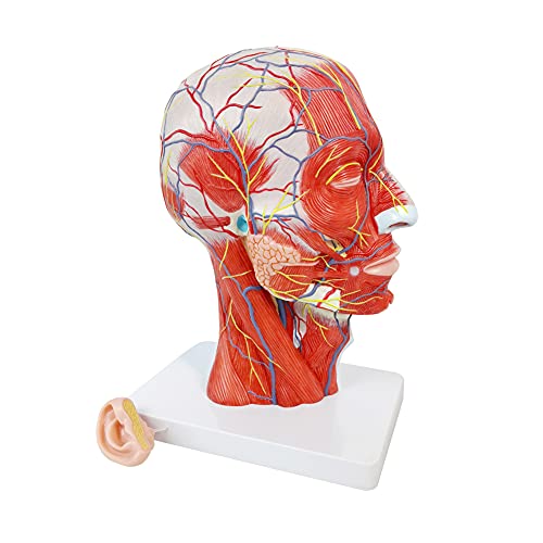 EVOTECH SCIENTIFIC Human Half Head Superficial Neurovascular Musculature Model with Removable Brain, Shows Cranial Cavity Nerve, Life Size Anatomical Head Model Skull Brain for Medical Teaching Learning, Education - Image 2