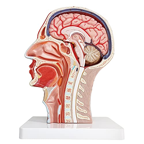 EVOTECH SCIENTIFIC Human Half Head Superficial Neurovascular Musculature Model with Removable Brain, Shows Cranial Cavity Nerve, Life Size Anatomical Head Model Skull Brain for Medical Teaching Learning, Education - Image 3