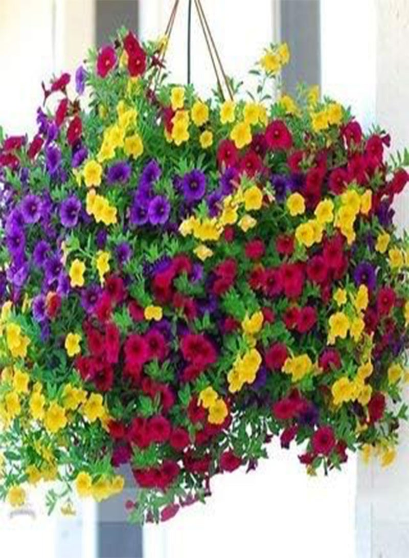 GGOOT seeds Fresh 200 pcs Hanging  Flower Seeds for Planting Mixed 9