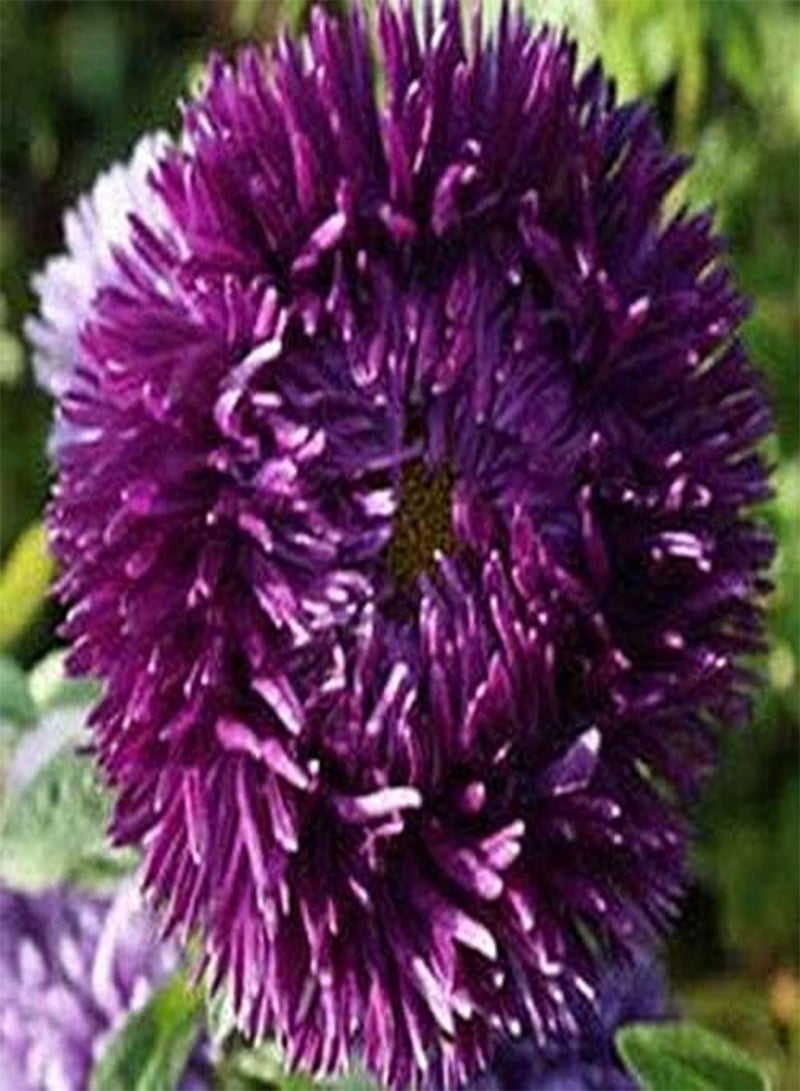 GGOOT seeds Fresh 100pcs China Aster Flower seeds for Planting Dark Violet