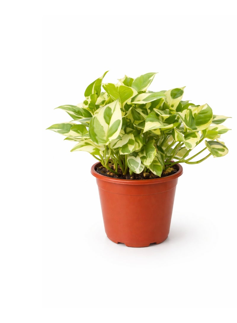 بلانت نبات البوتس إن جوي (إبيبرمنوم أوريوم 'إن جوي') | نبات منزلي داخلي متنوع الألوان | نبات بوتس حي لتنقية الهواء، مثالي لتزيين المنزل أو المكتب - Image 2