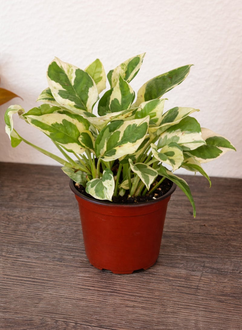 بلانت نبات البوتس إن جوي (إبيبرمنوم أوريوم 'إن جوي') | نبات منزلي داخلي متنوع الألوان | نبات بوتس حي لتنقية الهواء، مثالي لتزيين المنزل أو المكتب - Image 5