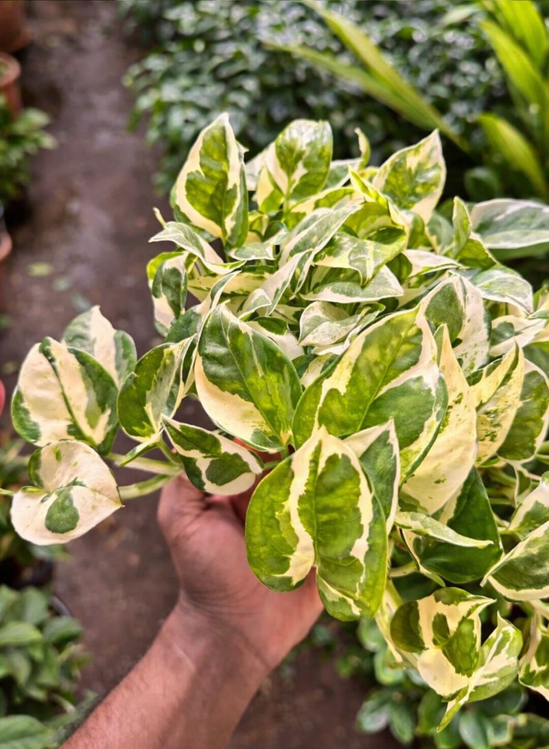 بلانت نبات البوتس إن جوي (إبيبرمنوم أوريوم 'إن جوي') | نبات منزلي داخلي متنوع الألوان | نبات بوتس حي لتنقية الهواء، مثالي لتزيين المنزل أو المكتب - Image 4