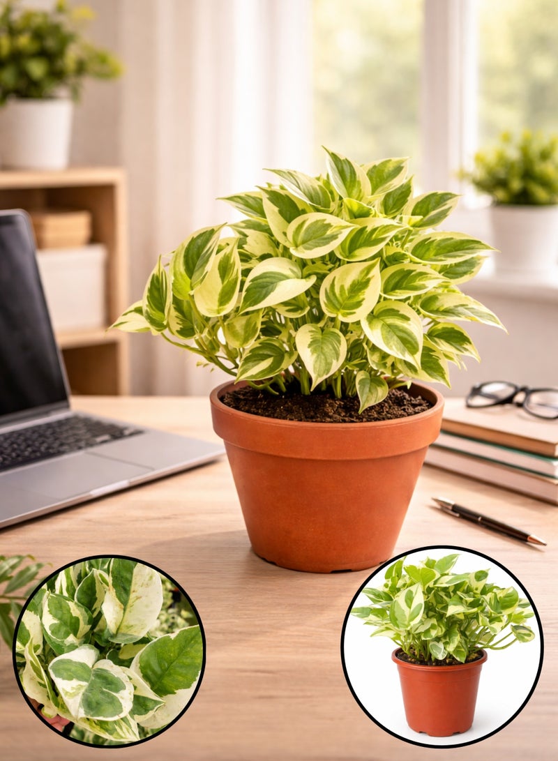 بلانت نبات البوتس إن جوي (إبيبرمنوم أوريوم 'إن جوي') | نبات منزلي داخلي متنوع الألوان | نبات بوتس حي لتنقية الهواء، مثالي لتزيين المنزل أو المكتب - Image 1