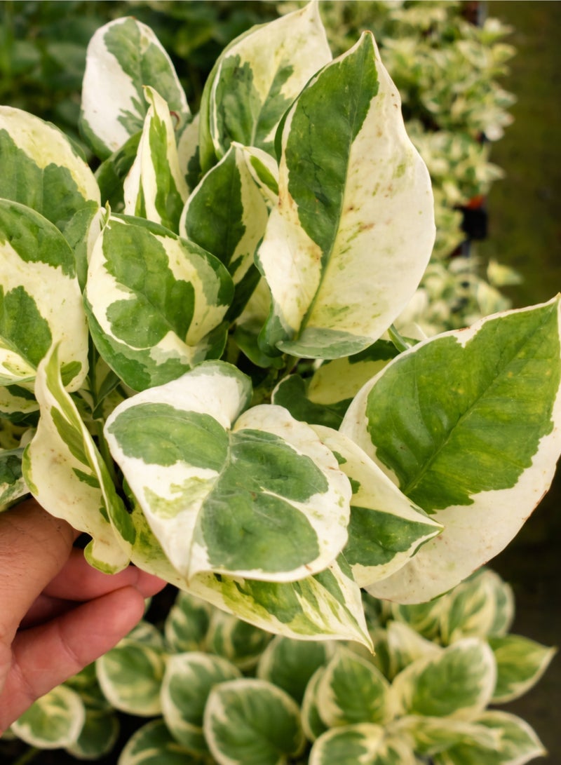 بلانت نبات البوتس إن جوي (إبيبرمنوم أوريوم 'إن جوي') | نبات منزلي داخلي متنوع الألوان | نبات بوتس حي لتنقية الهواء، مثالي لتزيين المنزل أو المكتب - Image 3