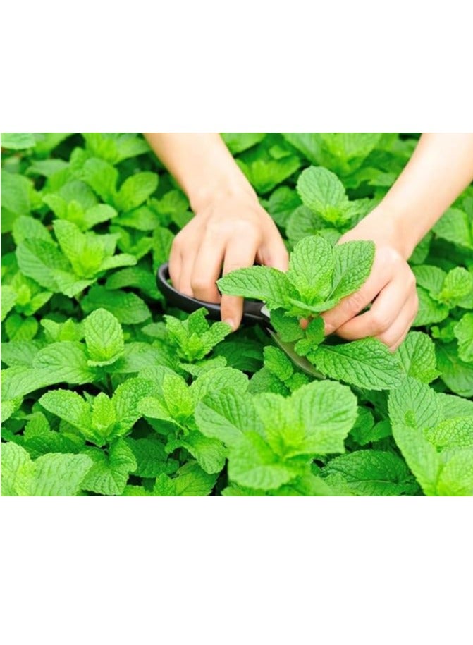 vsell24 3-Pack Mint Seeds (10g Each) - Non-GMO, Grow Fresh Mint at Home with High Purity & Germination Rate - Image 1