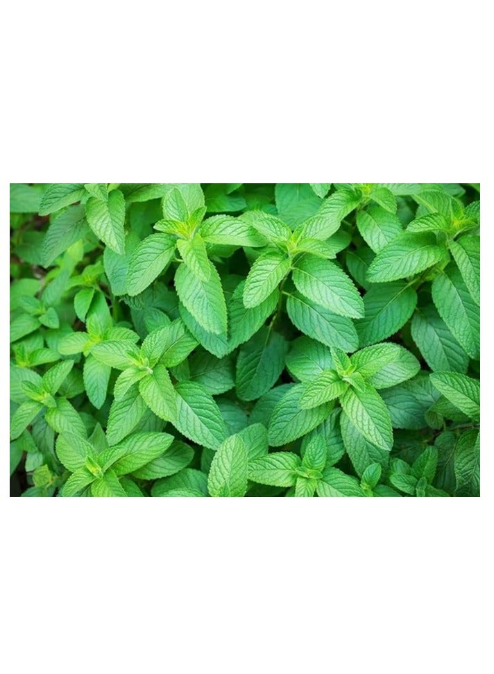 vsell24 3-Pack Mint Seeds (10g Each) - Non-GMO, Grow Fresh Mint at Home with High Purity & Germination Rate - Image 2