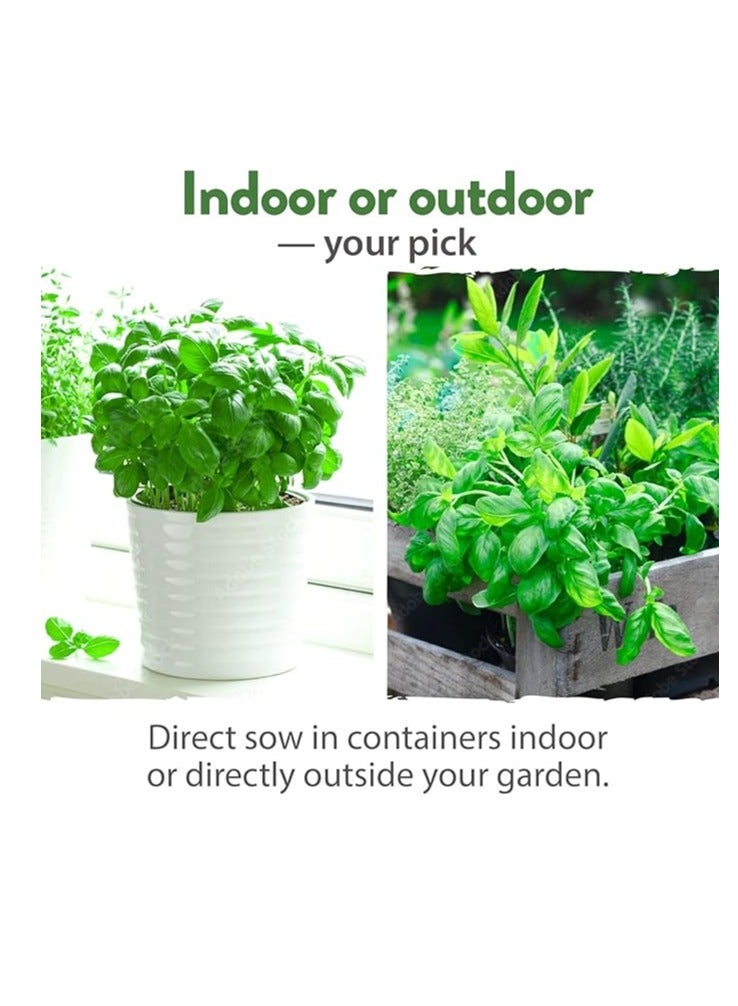 vsell24 3-Pack Mint Seeds (10g Each) - Non-GMO, Grow Fresh Mint at Home with High Purity & Germination Rate - Image 3