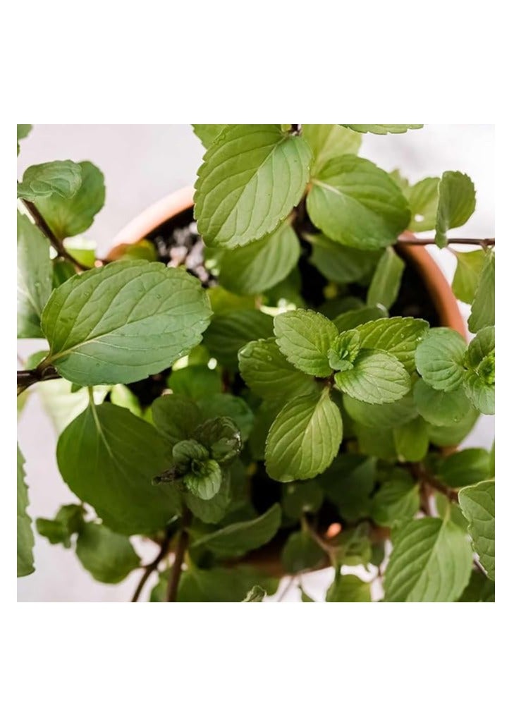 vsell24 3-Pack Mint Seeds (10g Each) - Non-GMO, Grow Fresh Mint at Home with High Purity & Germination Rate - Image 4