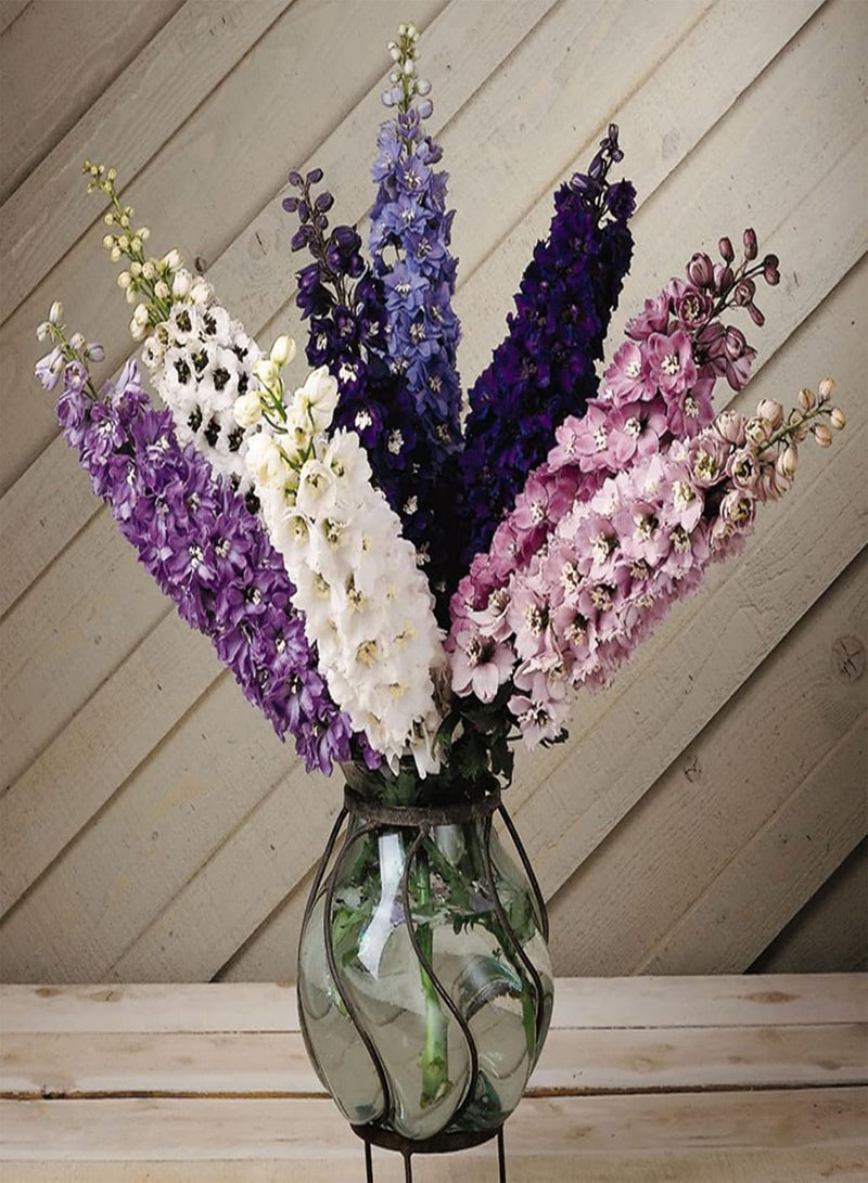 GGOOT 100Pcs Per Bag Delphinium Flower Seeds Prolific Annual Gardening Plants Larkspur Seeds for Outdoor Seed 1size - Image 2