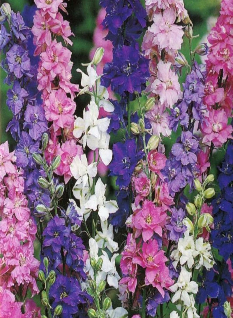 GGOOT 100Pcs Per Bag Delphinium Flower Seeds Prolific Annual Gardening Plants Larkspur Seeds for Outdoor Seed 1size - Image 4