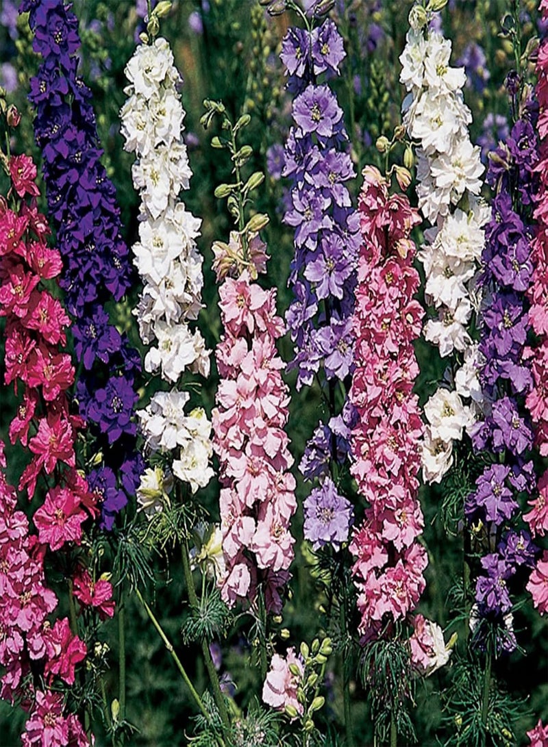 GGOOT 100Pcs Per Bag Delphinium Flower Seeds Prolific Annual Gardening Plants Larkspur Seeds for Outdoor Seed 1size - Image 1