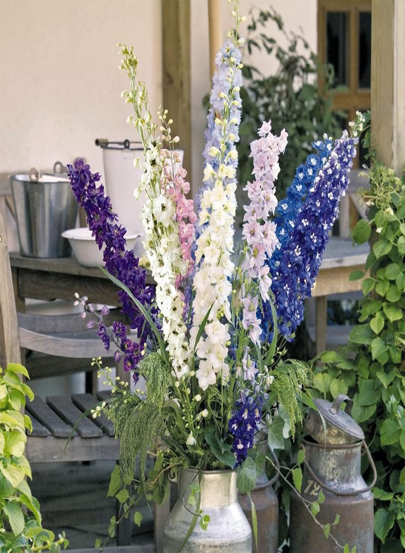 GGOOT 100Pcs Per Bag Delphinium Flower Seeds Prolific Annual Gardening Plants Larkspur Seeds for Outdoor Seed 1size - Image 3