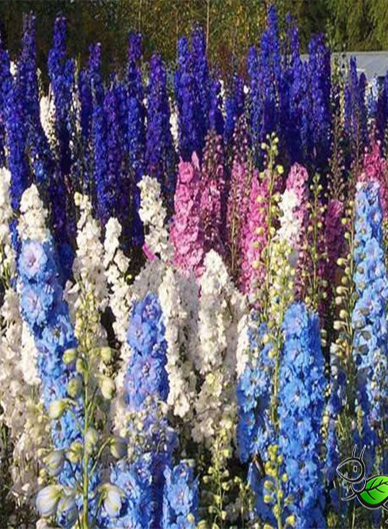 GGOOT 100Pcs Per Bag Delphinium Flower Seeds Prolific Annual Gardening Plants Larkspur Seeds for Outdoor Seed 1size - Image 5