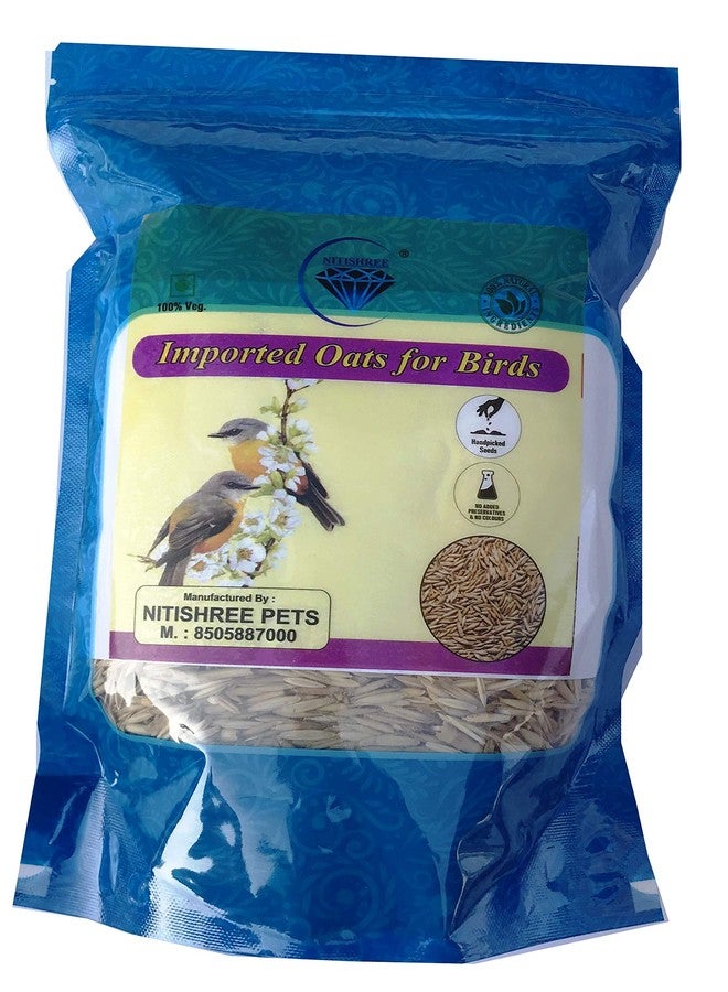 بذور الشوفان الممتازة المستوردة من نيتيشري، مناسبة لجميع مراحل حياة الطيور (500 غرام)، طعام مثالي للعصافير، والببغاوات الأسترالية، والكونيور، وطيور الحب، والكوكاتيل، والببغاء الرمادي الأفريقي، والمكاو، والكوكاتو. - Image 1
