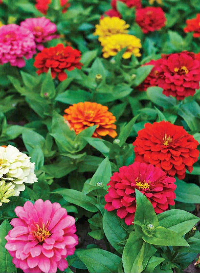 بذور زهرة الزينيا - بذور زهور للزراعة - بذور زهور متنوعة لزراعة المناظر الطبيعية - Image 2