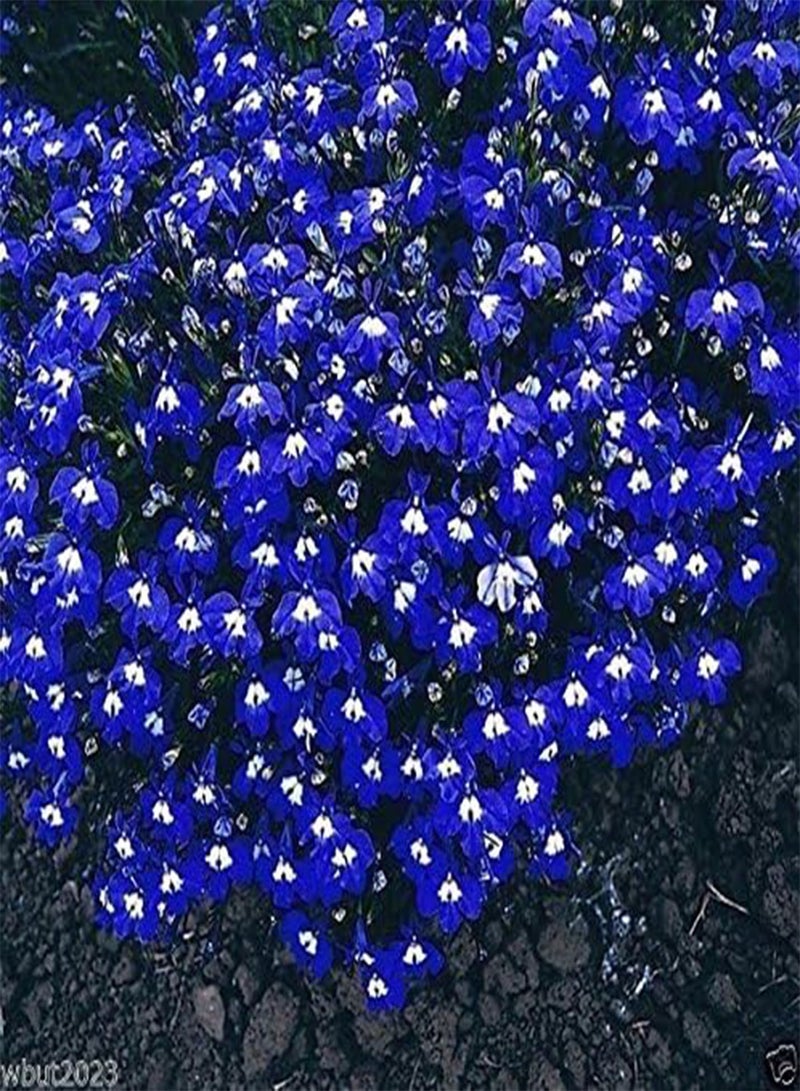 GGOOT Mrs. Clibran- - Compact and trailing growth habit. Lobelia Seeds (300 Seeds) - Image 1