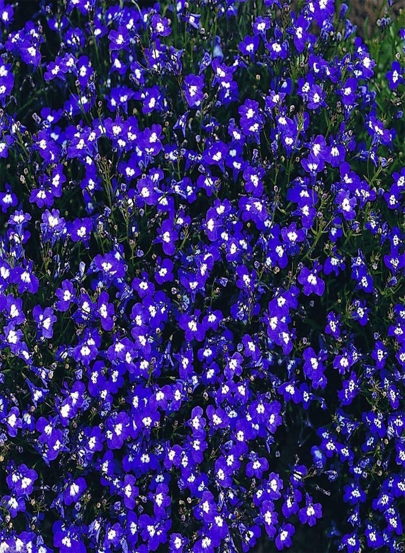 GGOOT Mrs. Clibran- - Compact and trailing growth habit. Lobelia Seeds (300 Seeds) - Image 3