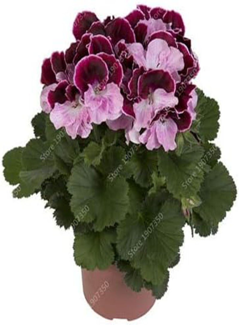 GGOOT New 50pcs Geranium Flower Seeds for Gardening Purple Pink - Image 1