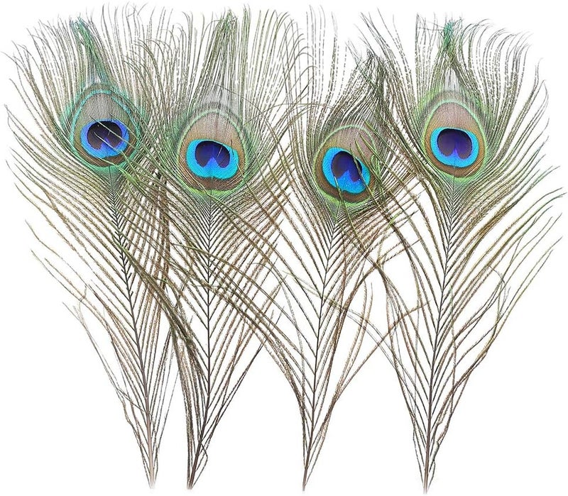 Ballinger 12 PCS Real Natural Peacock Eye Feathers 10-12 inch for DIY Craft, Wedding and Holiday Decorations - Image 4