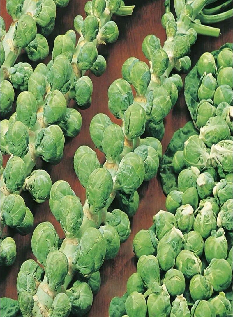 GGOOT Brussels Sprout 'Evesham Special' (100 Seeds)  - Image 1