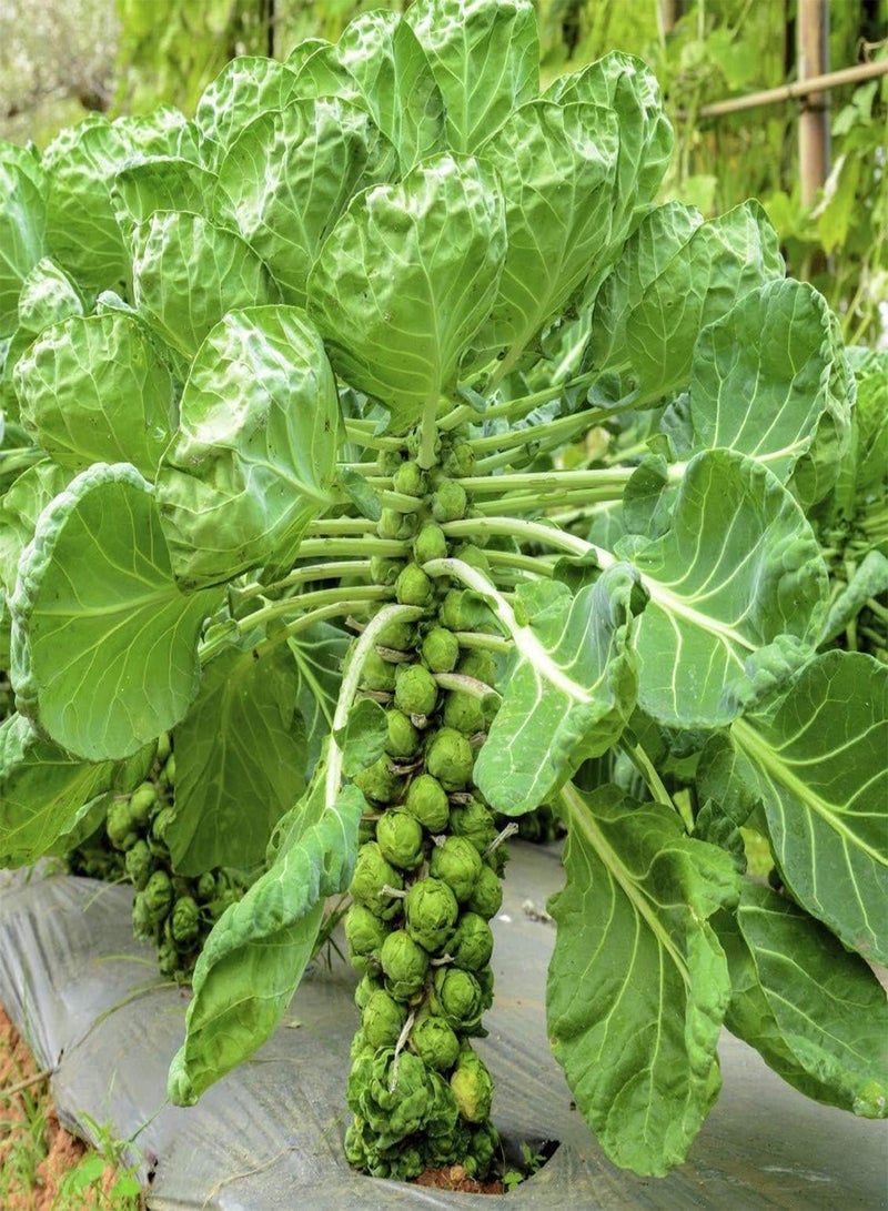 GGOOT Brussels Sprout 'Evesham Special' (100 Seeds)  - Image 5