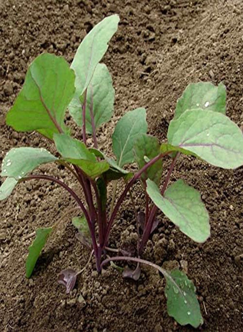 GGOOT Brussels Sprout 'Evesham Special' (100 Seeds)  - Image 4
