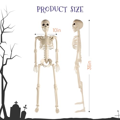 Toolterritary 36" Halloween Skeleton, 3 ft Human Skeleton Full Body Posable Joints Plastic Skeleton for Halloween Decoration, Yard Patio Lawn Garden Skeleton Spooky Party Decoration Indoor Outdoor - Image 3