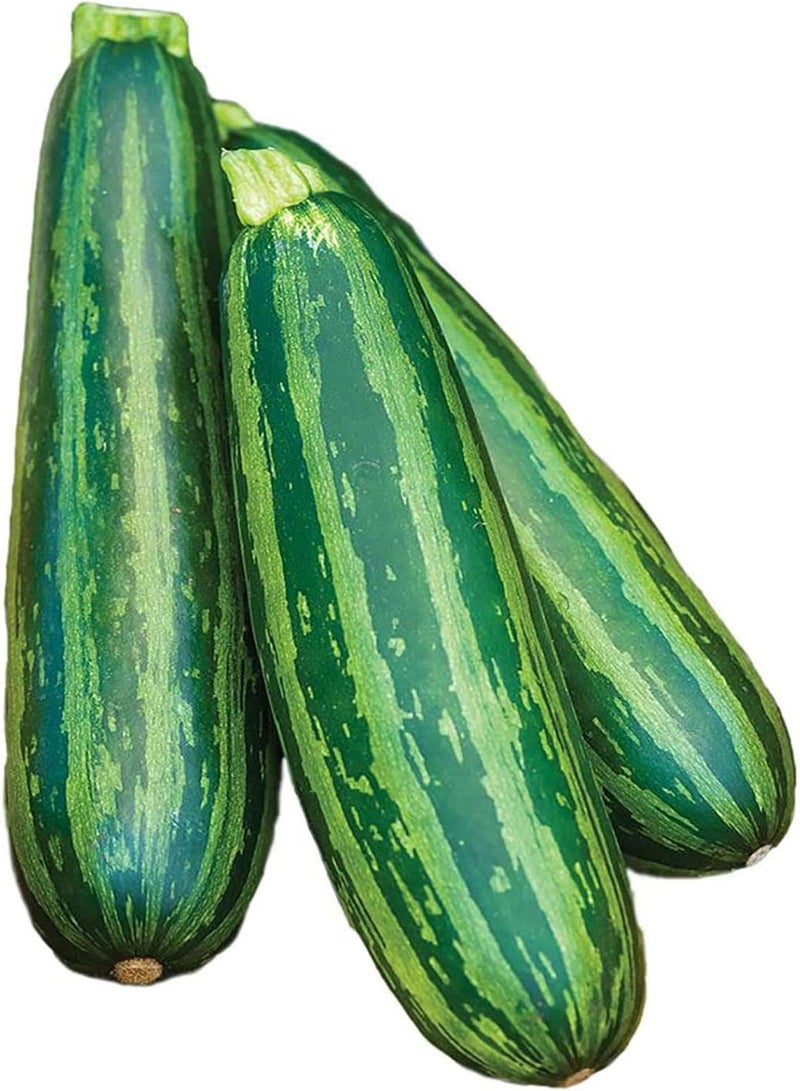 GGOOT 100Pcs/Bag Zucchini Seeds Delicious Low Fat Mini Pumpkins Long Green Seeds for The Garden Zucchini Seeds - Image 5