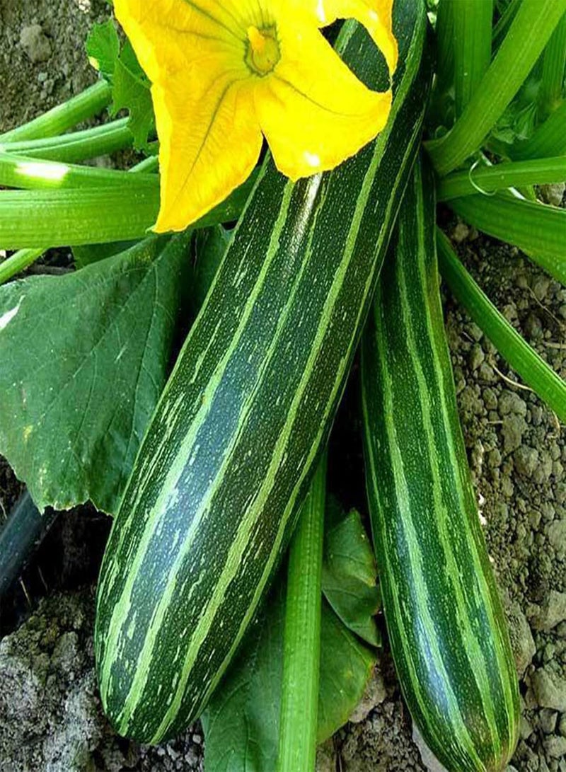 GGOOT 100Pcs/Bag Zucchini Seeds Delicious Low Fat Mini Pumpkins Long Green Seeds for The Garden Zucchini Seeds - Image 1