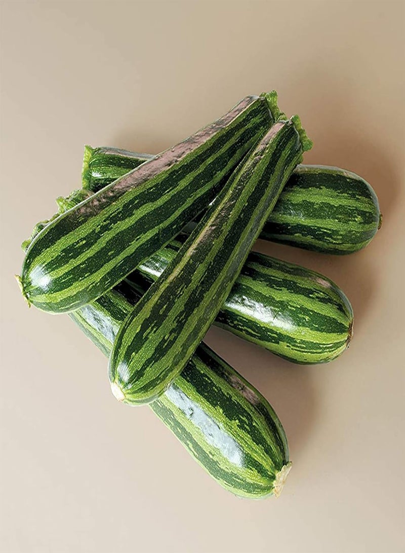 GGOOT 100Pcs/Bag Zucchini Seeds Delicious Low Fat Mini Pumpkins Long Green Seeds for The Garden Zucchini Seeds - Image 4
