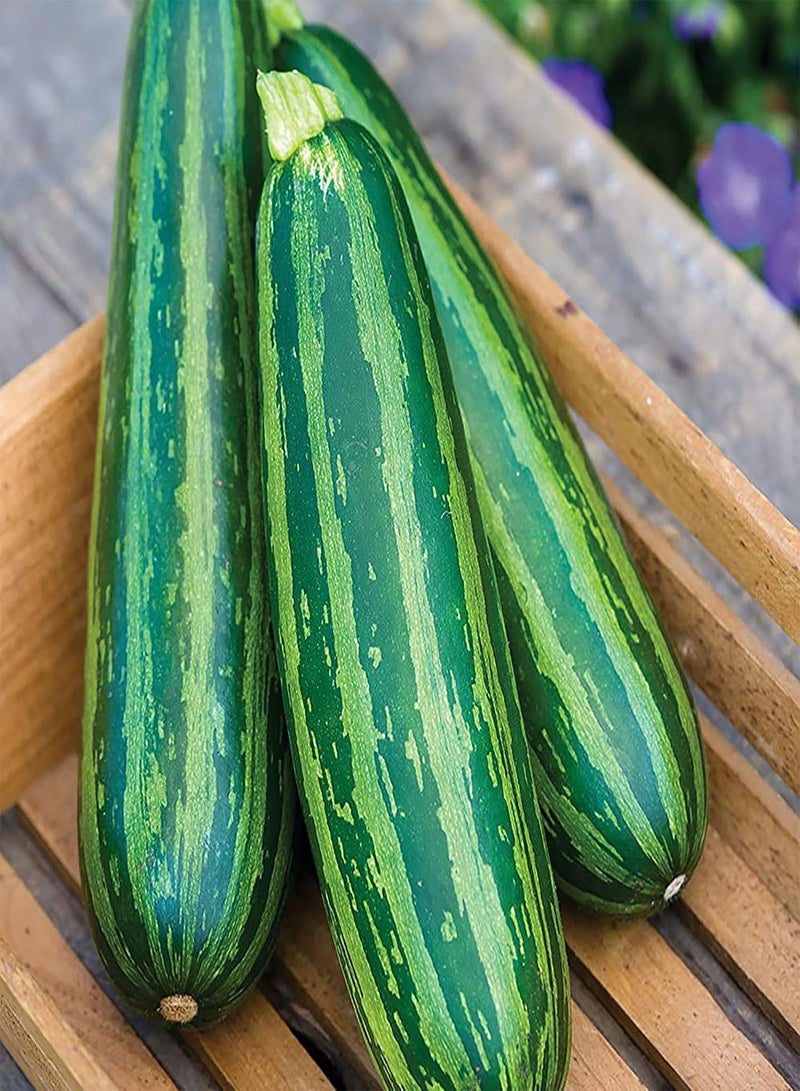 GGOOT 100Pcs/Bag Zucchini Seeds Delicious Low Fat Mini Pumpkins Long Green Seeds for The Garden Zucchini Seeds - Image 2