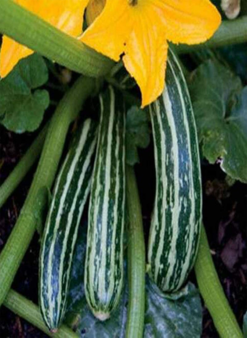 GGOOT 100Pcs/Bag Zucchini Seeds Delicious Low Fat Mini Pumpkins Long Green Seeds for The Garden Zucchini Seeds - Image 3