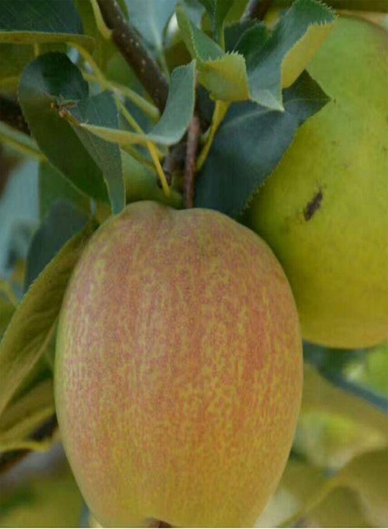 جي جوت 150 قطعة من بذور الكمثرى، كمثرى حلوة وعصيرية عطرية، لون لطيف، قشرة رقيقة، بذور فاكهة معمرة للزراعة في المزارع الخارجية - Image 2