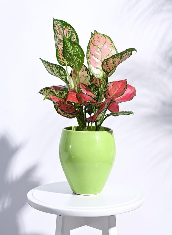 أوجاو وعاء سيراميك على شكل تفاحة من UGAOO (قطر 6 بوصات، أخضر فاتح) | وعاء زراعة سيراميكي للاستخدام الداخلي والخارجي في المنزل والحديقة والمكتب | وعاء زهور لوضعه على الطاولة في غرفة المعيشة أو الشرفة أو الفناء - Image 2