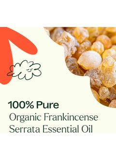 Plant Therapy Organic Frankincense Serrata Essential Oil 100% Pure, USDA Certified Organic, Undiluted, Natural Aromatherapy, Therapeutic Grade 10 mL (1/3 oz) - pzsku/ZBE8CD2F51C9799F221FCZ/45/_/1739961743/fcedbe9a-3870-4688-afc3-424ad357f286