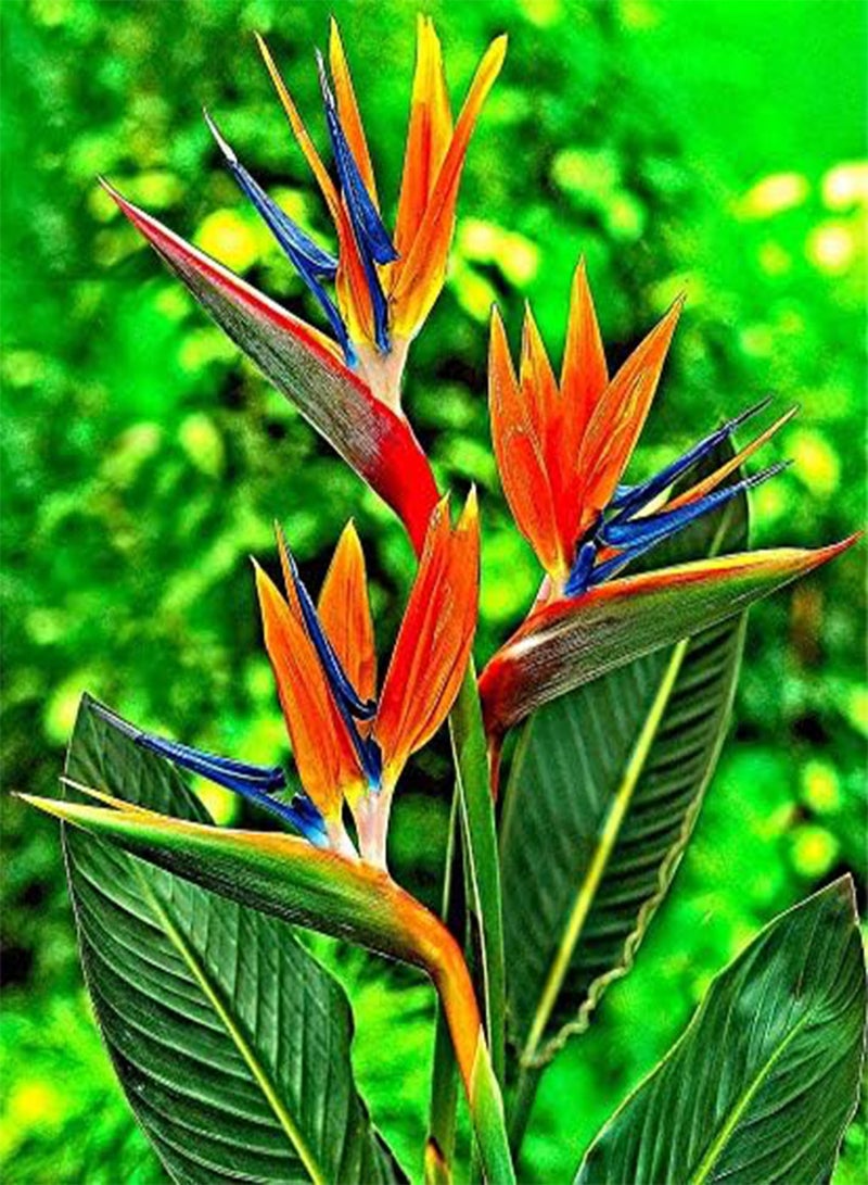 GGOOT Bird of Paradise Flower Seeds, Beautiful Exotic Tropical Flowers for Home Garden Planting Seeds by Heavy Torch, Pack of 5 Seeds - Image 4