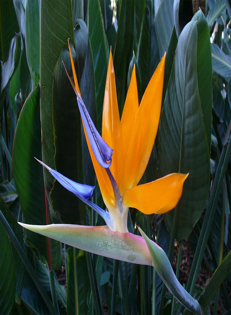 GGOOT Bird of Paradise Flower Seeds, Beautiful Exotic Tropical Flowers for Home Garden Planting Seeds by Heavy Torch, Pack of 5 Seeds - Image 2