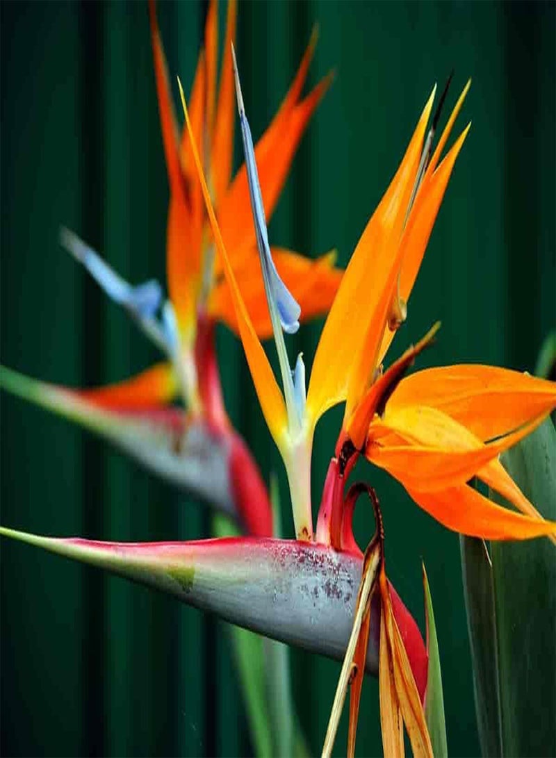 GGOOT Bird of Paradise Flower Seeds, Beautiful Exotic Tropical Flowers for Home Garden Planting Seeds by Heavy Torch, Pack of 5 Seeds - Image 3