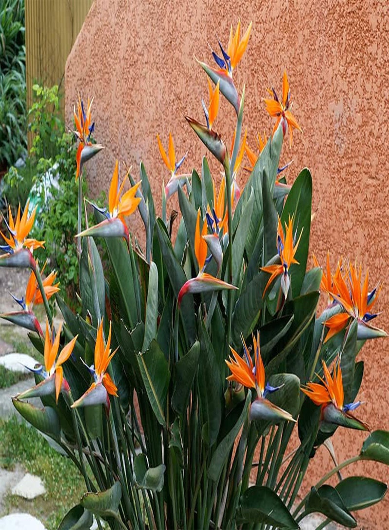 GGOOT Bird of Paradise Flower Seeds, Beautiful Exotic Tropical Flowers for Home Garden Planting Seeds by Heavy Torch, Pack of 5 Seeds - Image 5