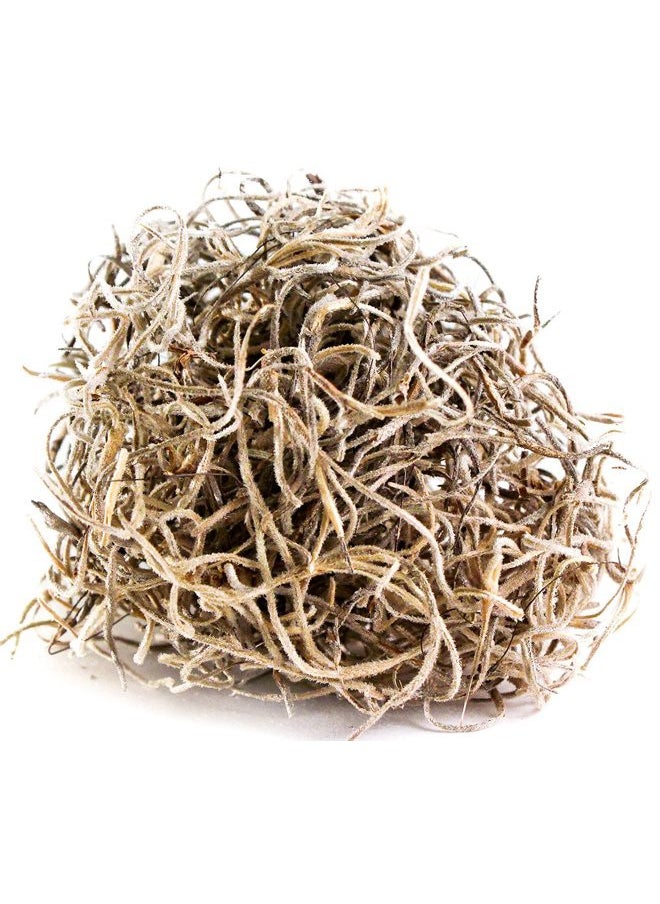 SuperMoss - (26914) Spanish Moss Preserved, Natural, 8oz (200 cubic inch) - Image 1
