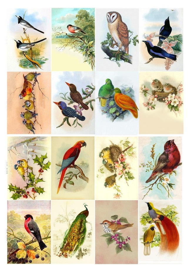 Flonz Decoupage Paper Pack (10sheets A4 / 8"x12") Amazing Birds FLONZ Vintage Paper - Image 1