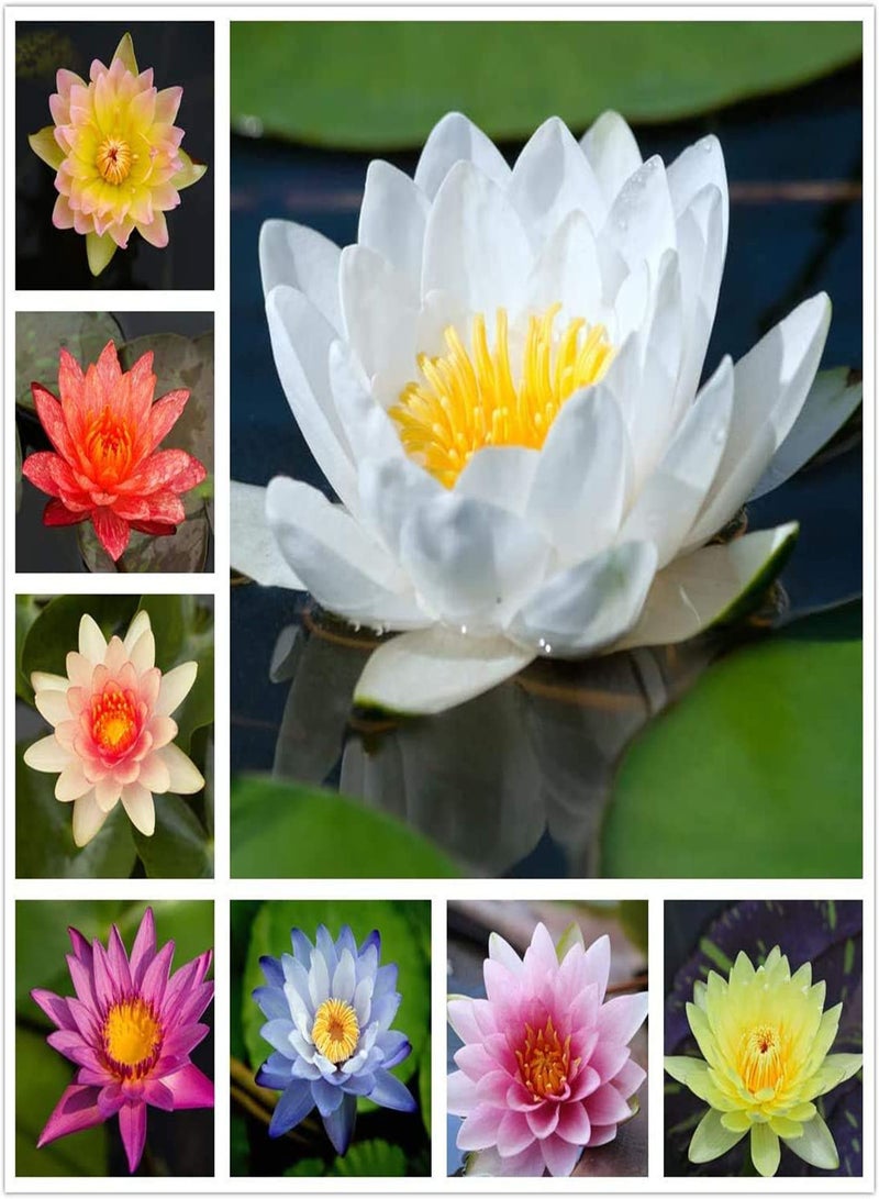 GGOOT 30Pcs Lotus Seeds Cold-Resistant Water Lily Flower Plant Mixed Color Bonsai Lotus Seeds Aquatic Flower Seeds - Image 2
