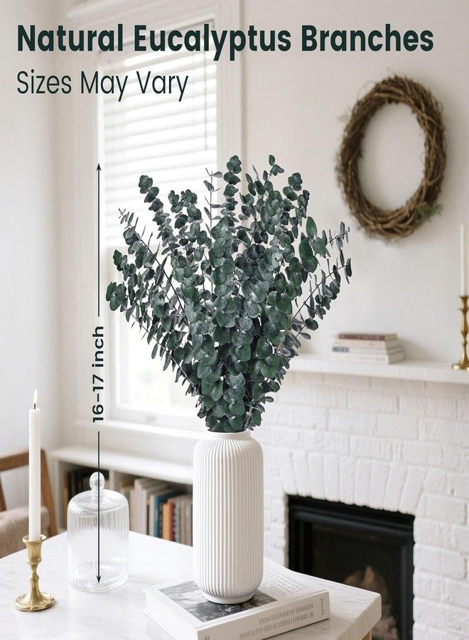 دوم ستار مجموعة دومستار من 16 غصنًا من الأوكالبتوس المجفف الطبيعي للاستحمام، بطول 16-17 بوصة، مثالية للاسترخاء وتخفيف التوتر في الحمام أو المنتجع الصحي، كما يمكنك صنع إكليل معلق من النباتات الخضراء لتزيين جدران المنزل أو حفلات الزفاف أو أعياد الميلاد. - Image 4