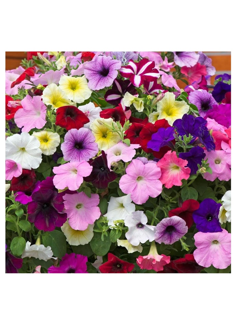 ڤسيل24 مجموعة من 3 بذور زهور حديقة مختلطة من بتونيا إيزي ويف ألتيميت - Image 1