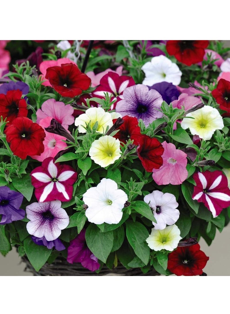 ڤسيل24 مجموعة من 3 بذور زهور حديقة مختلطة من بتونيا إيزي ويف ألتيميت - Image 2